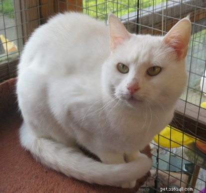 Spotting Cat Deafness: Key Signs and Care Tips