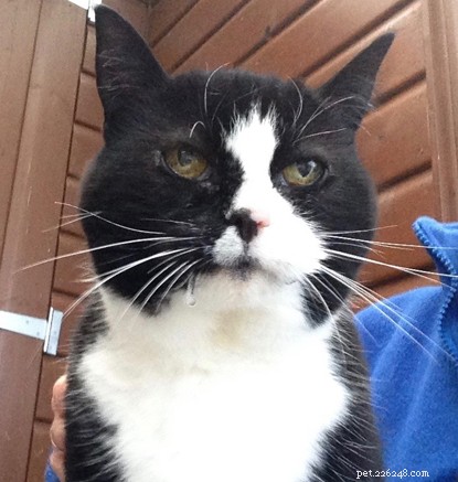 Spotting Cat Deafness: Key Signs and Care Tips