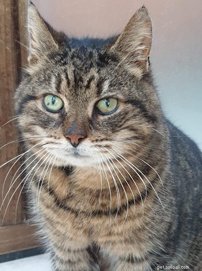 Mr. Bumps the Tabby Cat’s Growth Removed – Ready for a New Home