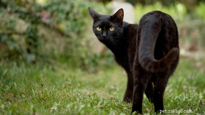Celebrating World Spay Day: Partnering with Animal Welfare Charities to Promote Cat Neutering Benefits