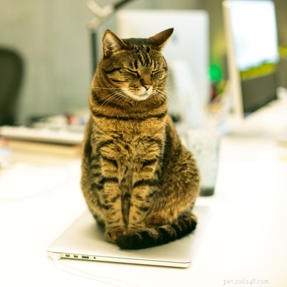 Cats, Meet Your New Role: Caring for Your Human – Advice from the UK s Leading Feline Charity
