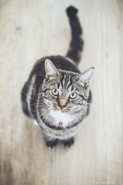 Cats, Meet Your New Role: Caring for Your Human – Advice from the UK s Leading Feline Charity