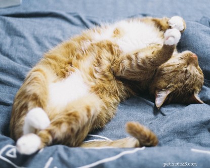 Cats, Meet Your New Role: Caring for Your Human – Advice from the UK s Leading Feline Charity