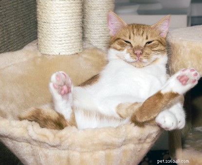 Why Cats Make the Best Pets: Top Benefits Explained