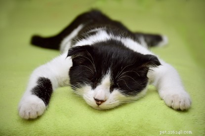 Why Cats Make the Best Pets: Top Benefits Explained