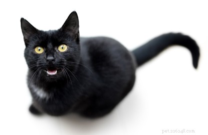 Why Cats Make the Best Pets: Top Benefits Explained