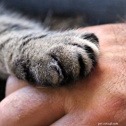 Why Cats Make the Best Pets: Top Benefits Explained