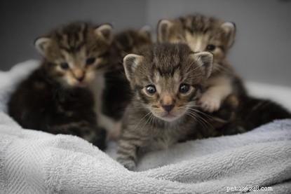 Sibling Cats: Why They May Not Get Along & How to Foster Harmony