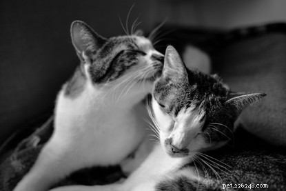 Sibling Cats: Why They May Not Get Along & How to Foster Harmony