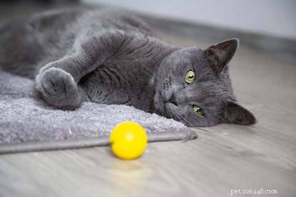 5 Fascinating Facts About How Cats See the World