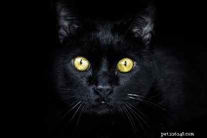 5 Fascinating Facts About How Cats See the World