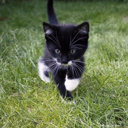 5 Fascinating Facts About How Cats See the World