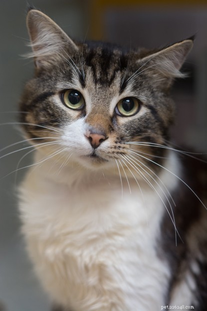 Heartfelt Rescue: Stray Cat’s Severed Tail Treated by Volunteers