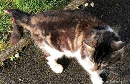 Heartfelt Rescue: Stray Cat’s Severed Tail Treated by Volunteers