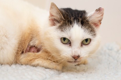 Mushka the Tabby Cat Recovers from Burns After Hiding Under Car Hood