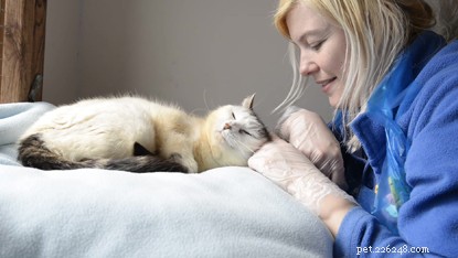 Mushka the Tabby Cat Recovers from Burns After Hiding Under Car Hood