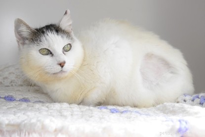 Mushka the Tabby Cat Recovers from Burns After Hiding Under Car Hood