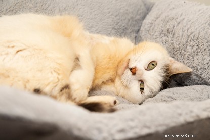 Mushka the Tabby Cat Recovers from Burns After Hiding Under Car Hood