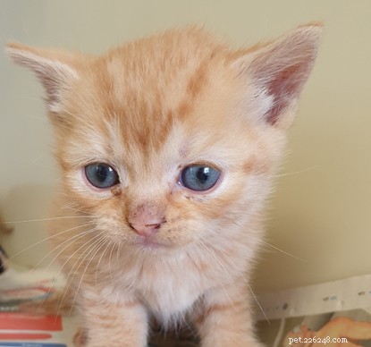 Ingenious Rescue: Volunteers Use Child’s Fishing Net to Save Kittens
