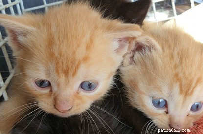 Ingenious Rescue: Volunteers Use Child’s Fishing Net to Save Kittens