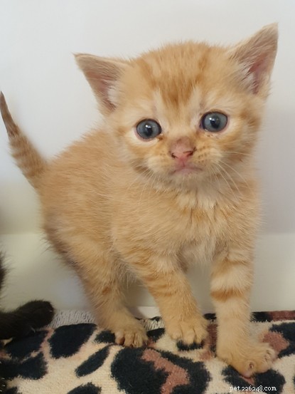Ingenious Rescue: Volunteers Use Child’s Fishing Net to Save Kittens