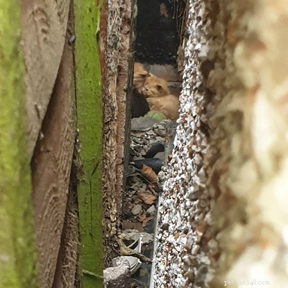 Ingenious Rescue: Volunteers Use Child’s Fishing Net to Save Kittens