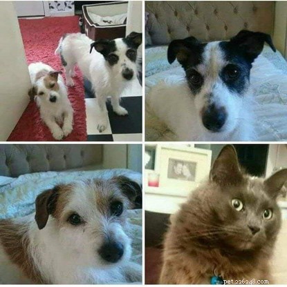Tragic Loss: Cat Lover Commits Suicide After Landlords Force Him to Release Pets