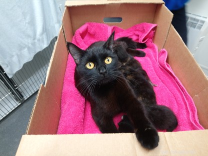 Mother Cat and Kittens Rescued from Roadside Mushroom Box in Cornwall