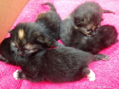 Mother Cat and Kittens Rescued from Roadside Mushroom Box in Cornwall