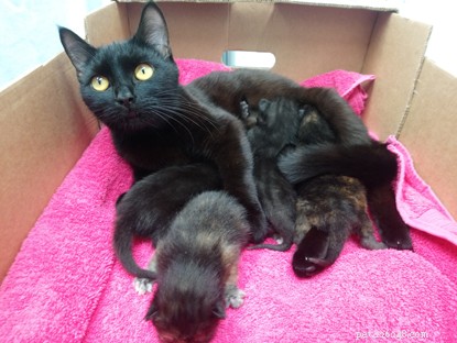 Mother Cat and Kittens Rescued from Roadside Mushroom Box in Cornwall