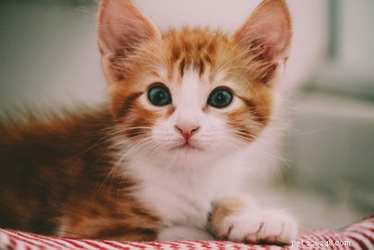 Popular Names That Could Suit Harry & Meghan’s Baby – Insights from a Cats Protection Survey