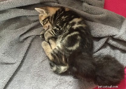 Frankie Seaman’s Fostering Success: Helping a Kitten Find Its Forever Home