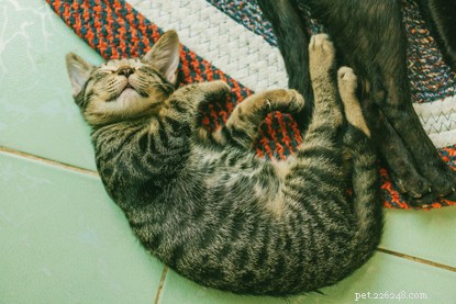 Why Cats Excel at Mindfulness and How We Can Learn From Them