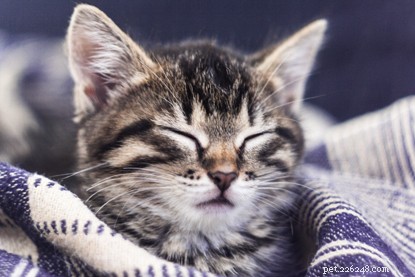 How to Spot Stress in Cats—and What to Do About It