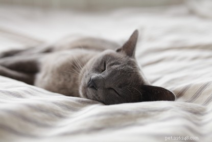 How to Spot Stress in Cats—and What to Do About It