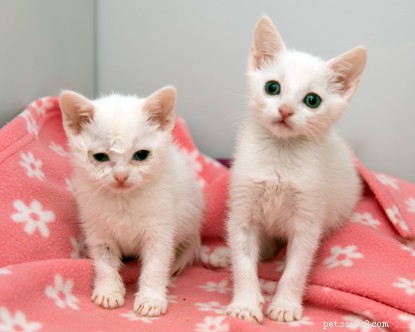Why Buying Cats Online From Private Sellers Can Be Risky: A Cautionary Tale