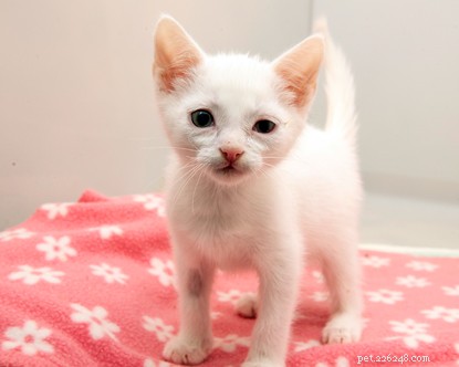 Why Buying Cats Online From Private Sellers Can Be Risky: A Cautionary Tale