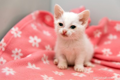 Why Buying Cats Online From Private Sellers Can Be Risky: A Cautionary Tale