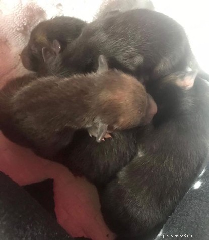 Catline Volunteer Saves Fox Cubs Mistaken for Kittens