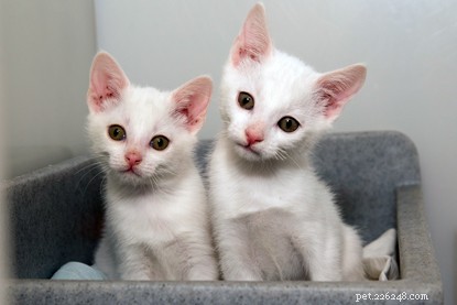 Why Buying Cats Online From Private Sellers Can Be Risky: A Cautionary Tale