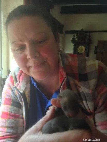 Catline Volunteer Saves Fox Cubs Mistaken for Kittens