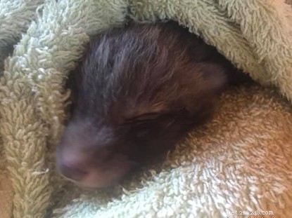 Catline Volunteer Saves Fox Cubs Mistaken for Kittens