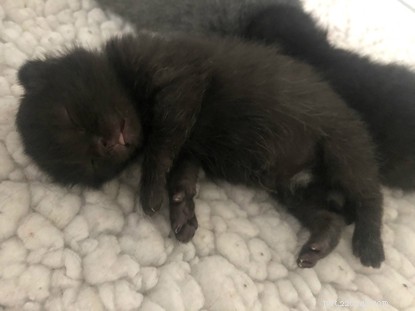 Belfast Builders Rescue Newborn Kitten Litter and Mother From Construction Site