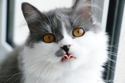 Why Cats Are the Ultimate Companion for Men