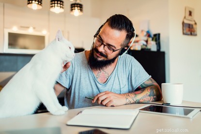 Why Cats Are the Ultimate Companion for Men