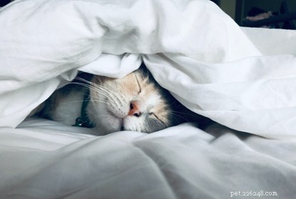 Why Cats Are the Ultimate Companion for Men