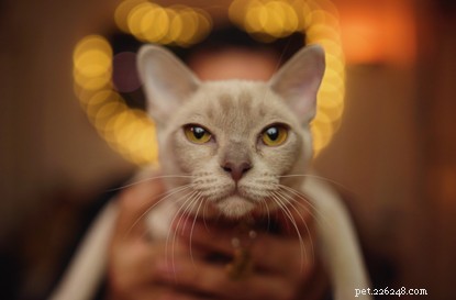 Philip Bloom, Filmmaker and Cat Enthusiast, Challenges Stereotypes About Moggy Lovers