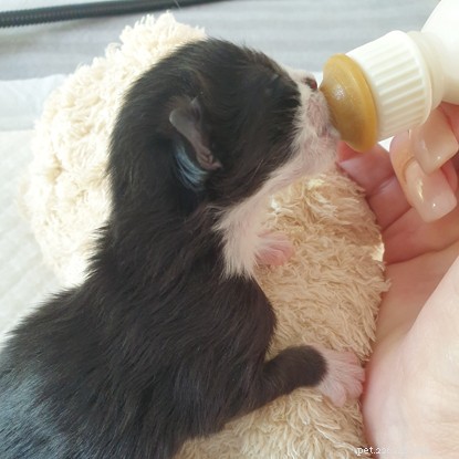 Rescue Saves Two Abandoned Kittens Found in Southampton Greenhouse