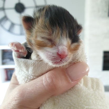 Rescue Saves Two Abandoned Kittens Found in Southampton Greenhouse