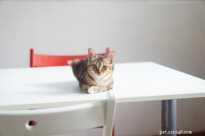 Can Cats Thrive on a Vegetarian or Vegan Diet?